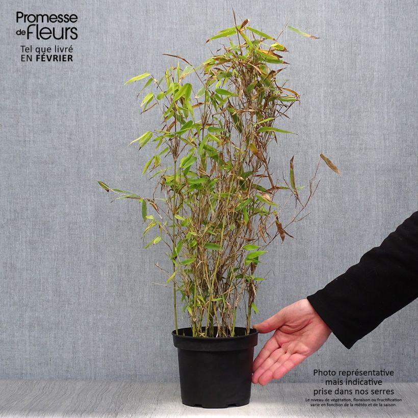 Exemplar von Fargesia murielae Simba - Bambus Topf mit 2L/3L wie im Winter geliefert