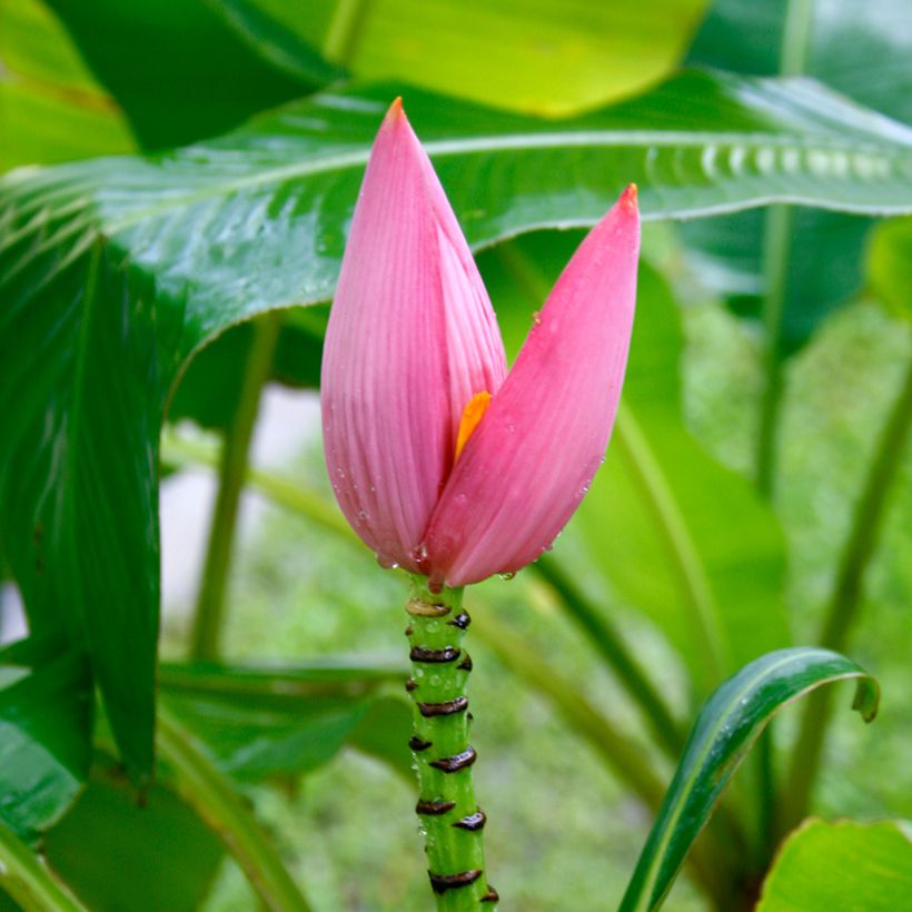 Musa velutina - Rosa Zwergbanane (Flowering)