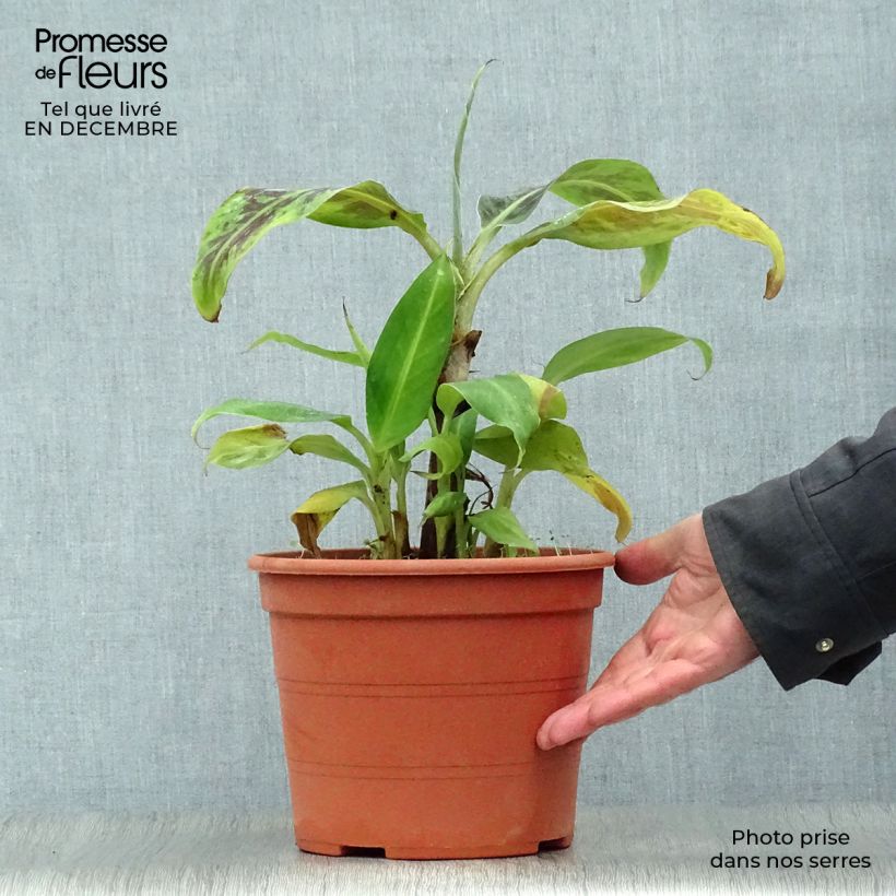 Exemplar von Musa acuminata Dwarf Cavendish - Zwerg-Essbanane Topf mit 6L/7L wie im Winter geliefert