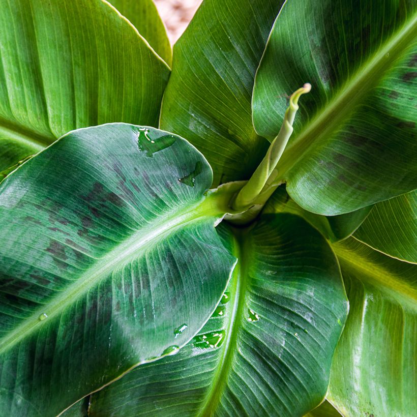 Musa acuminata Dwarf Cavendish - Zwerg-Essbanane (Foliage)