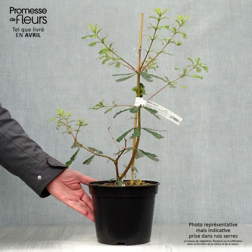 Exemplar von Banksia integrifolia - Banksie Topf mit 3L/4L wie im Frühjahr geliefert