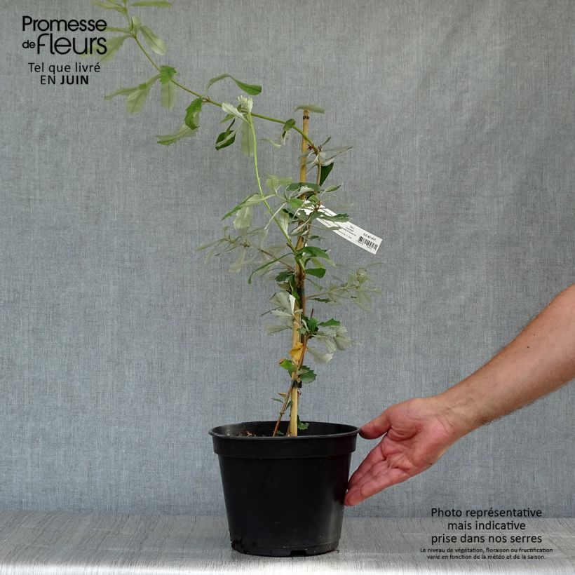 Exemplar von Banksia integrifolia - Banksie Topf mit 3L/4L wie im Sommer geliefert