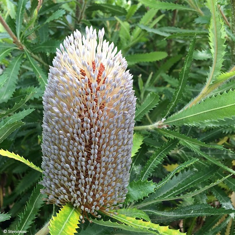 Banksia serrata - Banksie (Flowering)