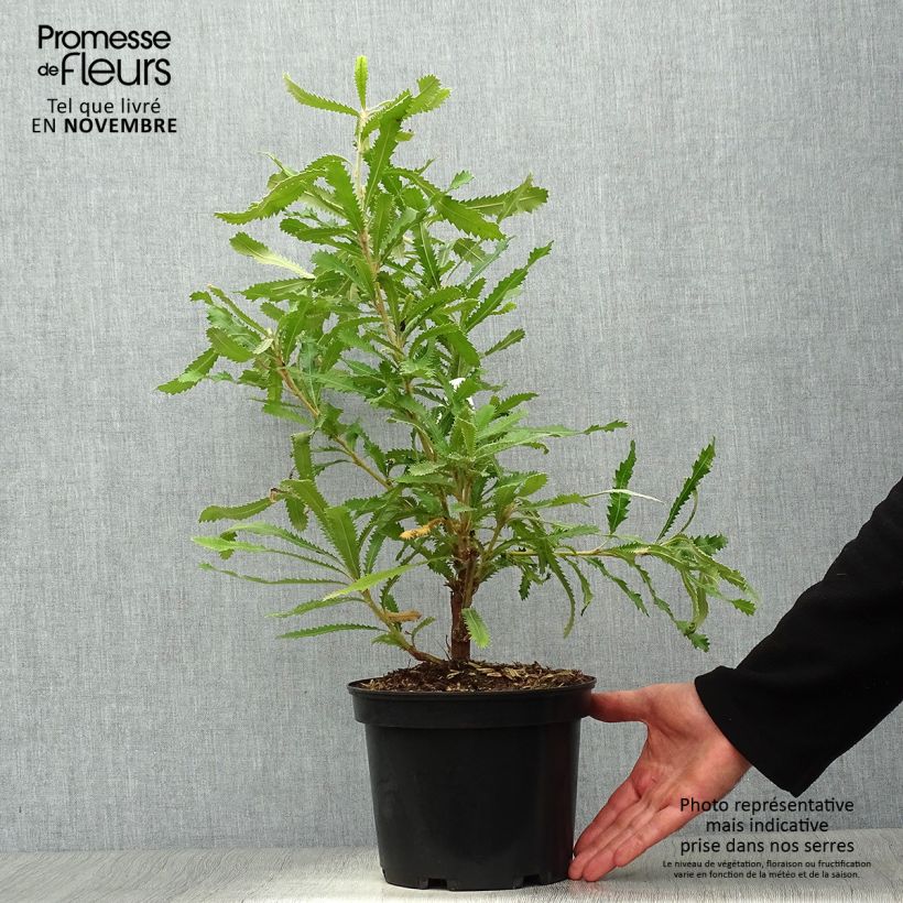 Example of Banksia serrata - Banksie Topf mit 4L/5L as you get in automne