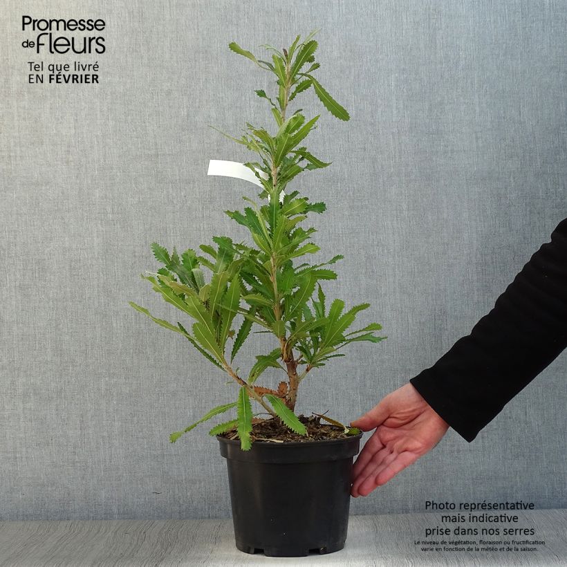 Exemplar von Banksia serrata - Banksie Topf mit 4L/5L wie im Winter geliefert