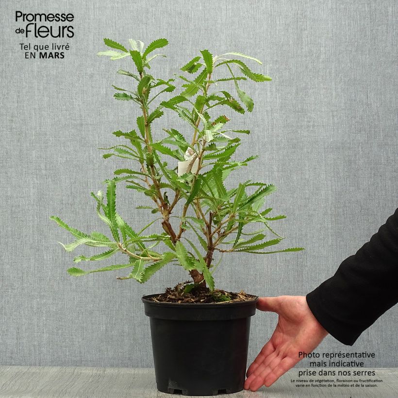 Exemplar von Banksia serrata - Banksie Topf mit 4L/5L wie im Frühjahr geliefert