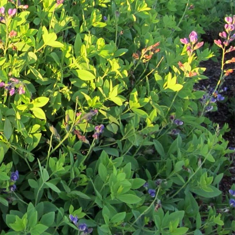 Baptisia Decadence Blueberry Sundae - Indigolupine (Foliage)