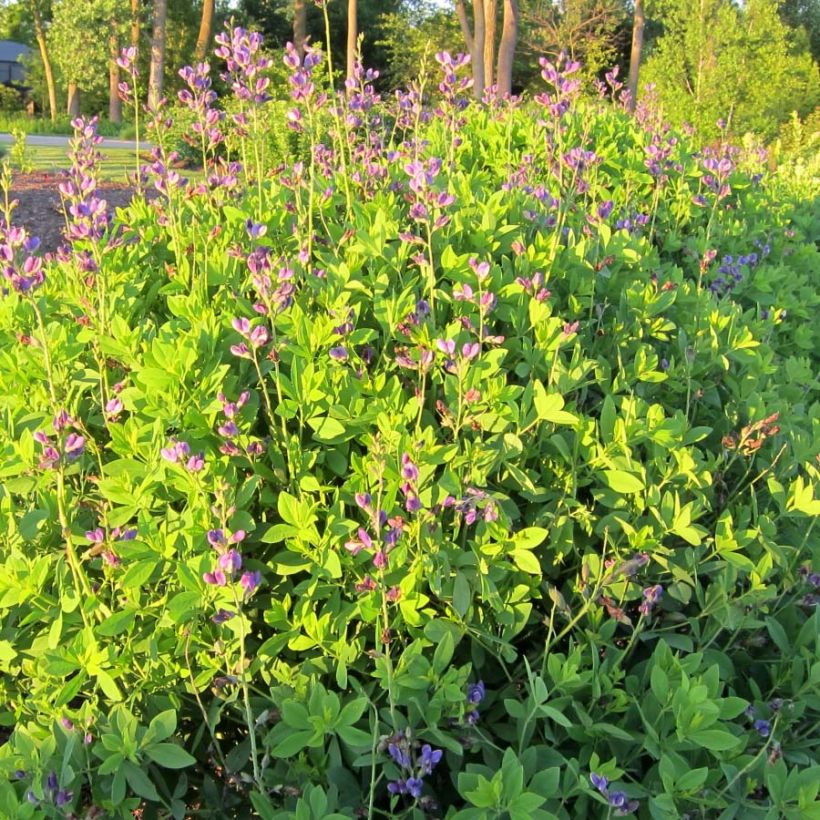 Baptisia Decadence Blueberry Sundae - Indigolupine (Plant habit)
