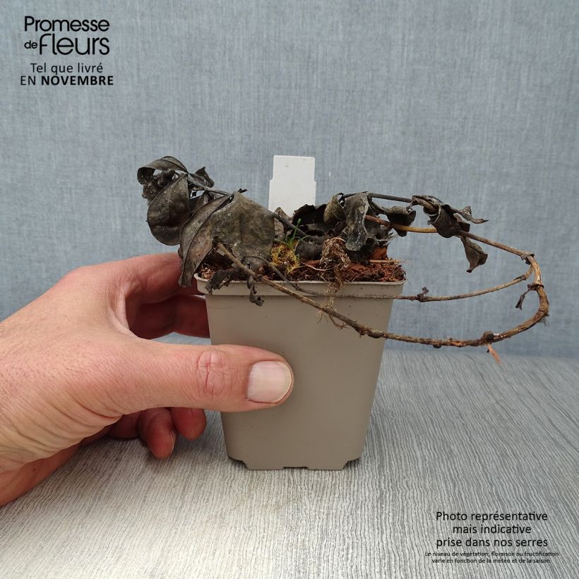 Example of Baptisia Decadence Blueberry Sundae - Indigolupine Kleine Töpfe von 8/9 cm as you get in automne