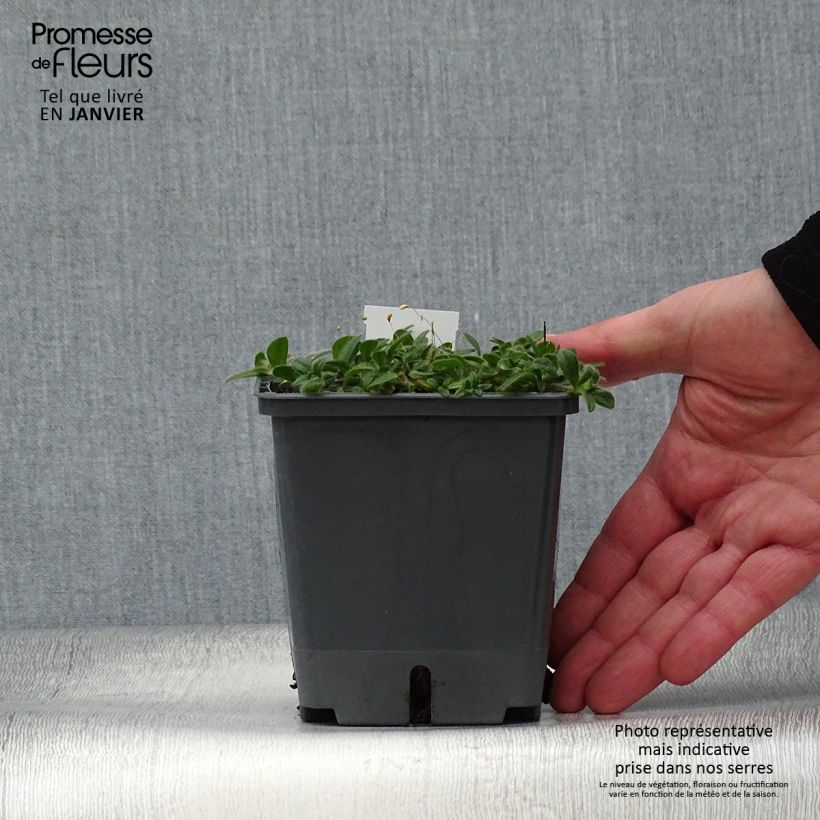 Exemplar von Baptisia Decadence Blueberry Sundae - Indigolupine Topf mit 1L/1,5L wie im Winter geliefert