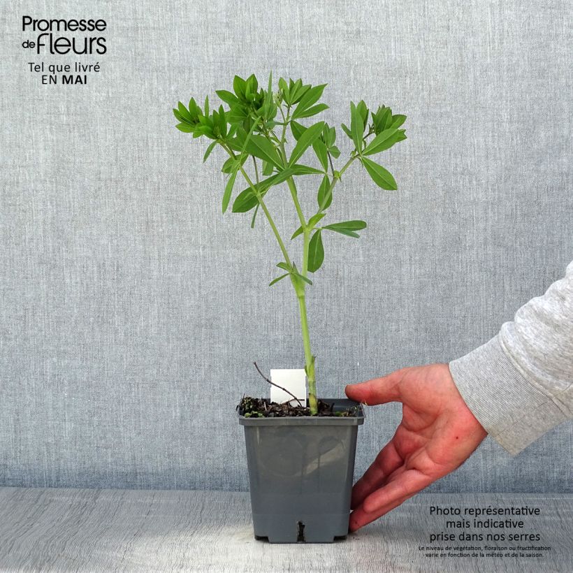 Exemplar von Baptisia Decadence Blueberry Sundae - Indigolupine Topf mit 1L/1,5L wie im Frühjahr geliefert