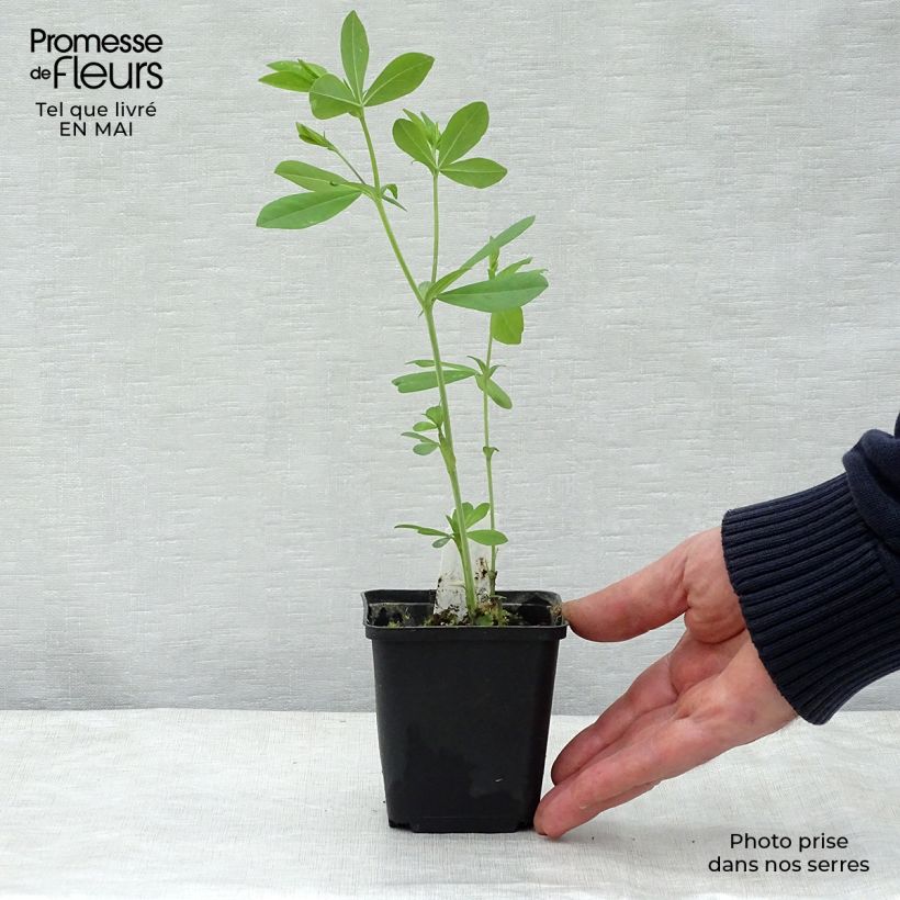 Exemplar von Baptisia Decadence Blueberry Sundae - Indigolupine Kleine Töpfe von 8/9 cm wie im Frühjahr geliefert