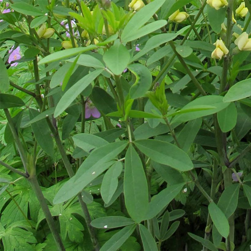 Baptisia Carolina Moonlight - Indigolupine (Foliage)
