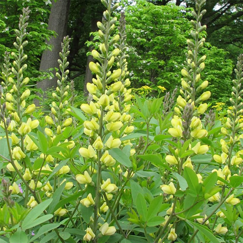 Baptisia Carolina Moonlight - Indigolupine (Flowering)