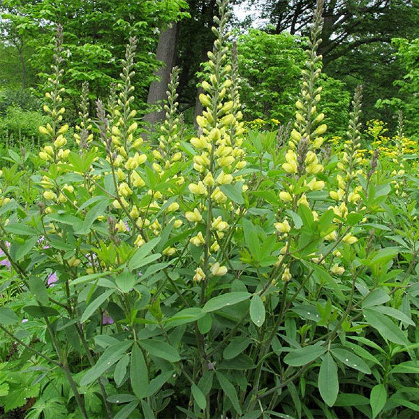 Baptisia Carolina Moonlight - Indigolupine (Plant habit)