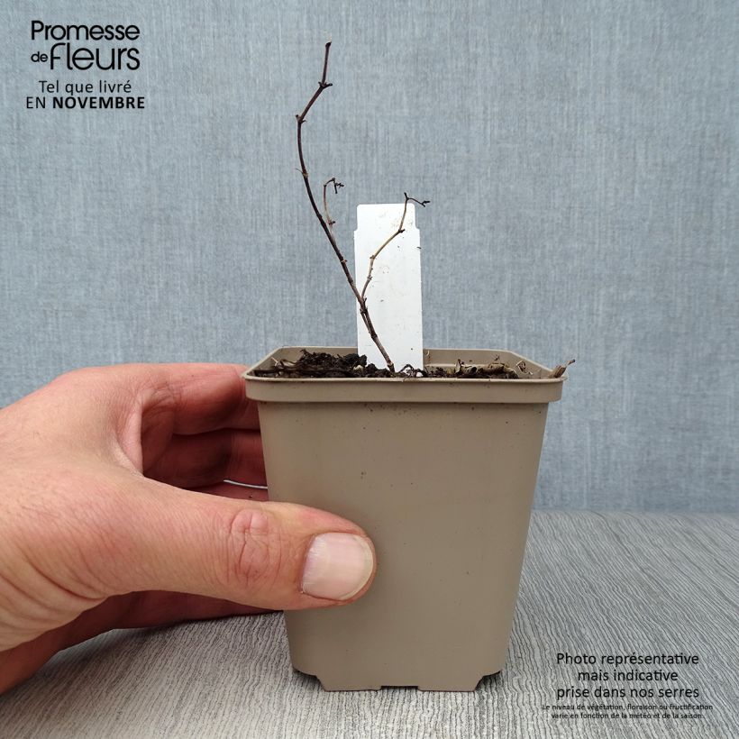 Example of Baptisia Carolina Moonlight - Indigolupine Kleine Töpfe von 8/9 cm as you get in automne
