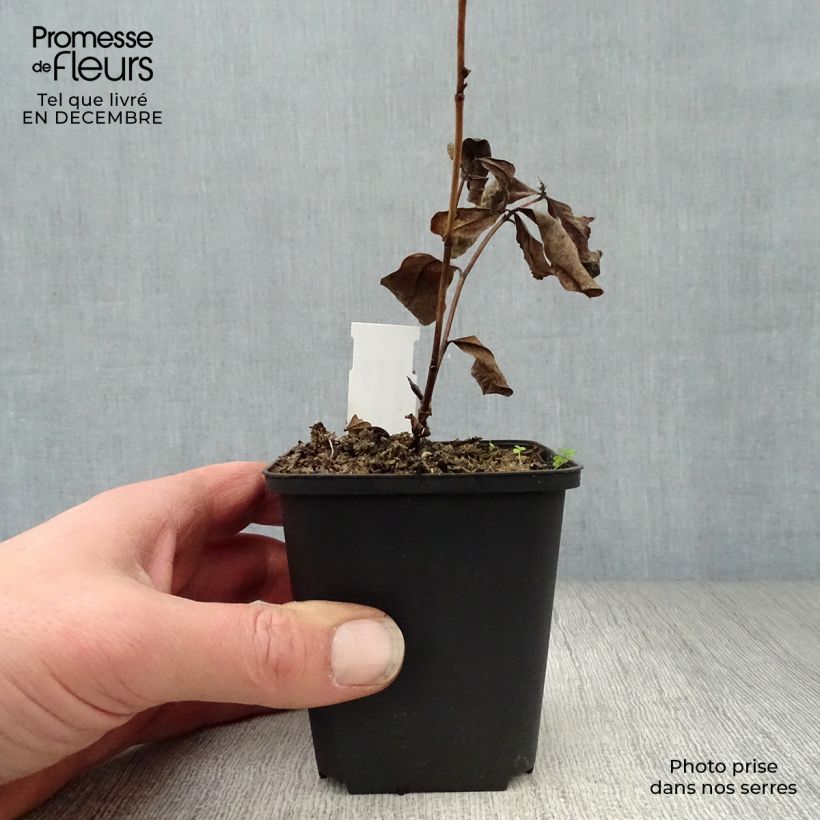 Exemplar von Baptisia Carolina Moonlight - Indigolupine Kleine Töpfe von 8/9 cm wie im Winter geliefert