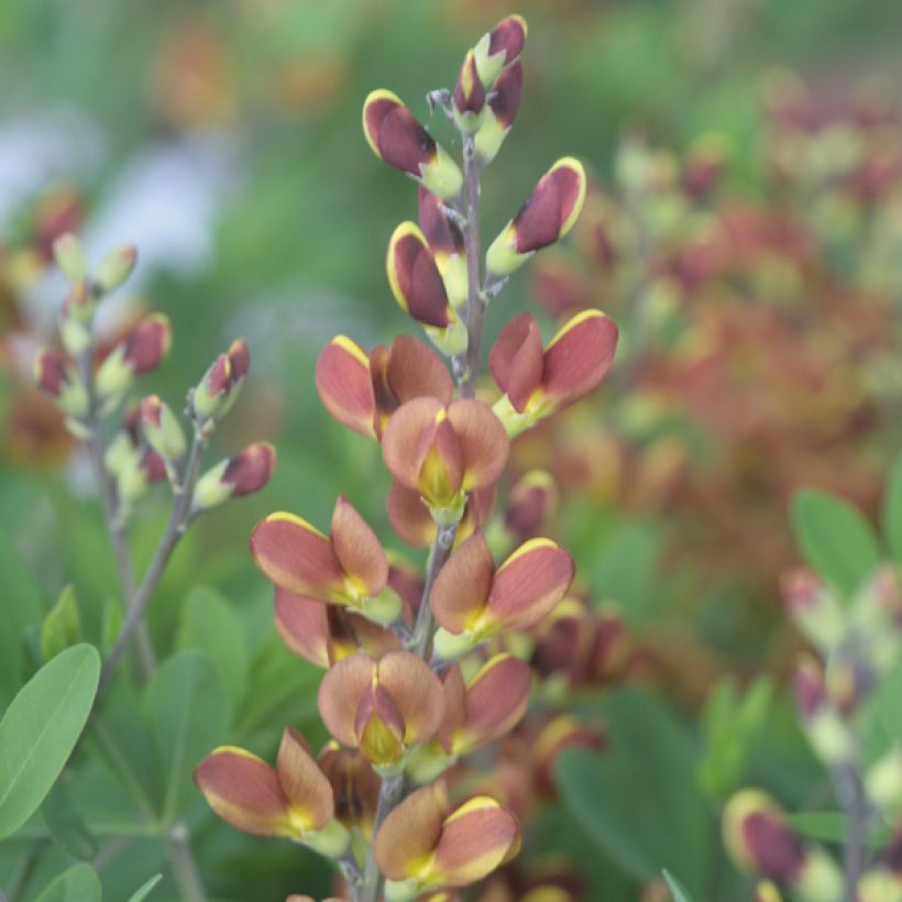 Baptisia Cherries Jubilee - Indigolupine (Flowering)