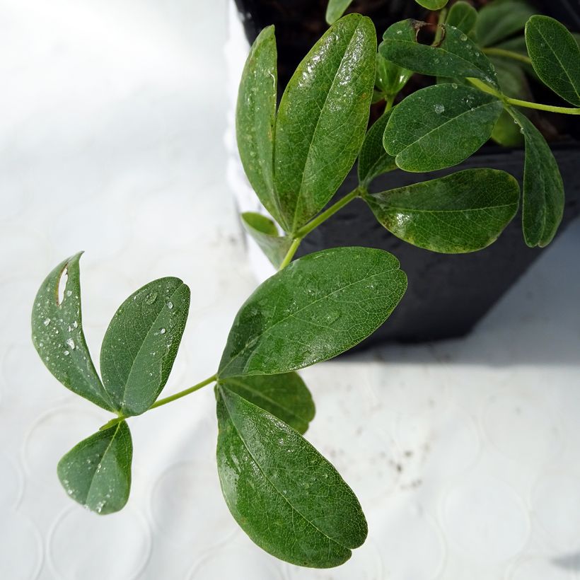 Baptisia Cherries Jubilee - Indigolupine (Foliage)