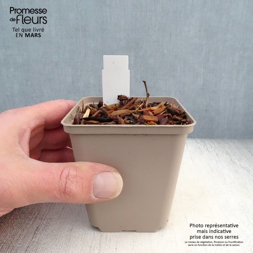 Exemplar von Baptisia Cherries Jubilee - Indigolupine Kleine Töpfe von 8/9 cm wie im Frühjahr geliefert