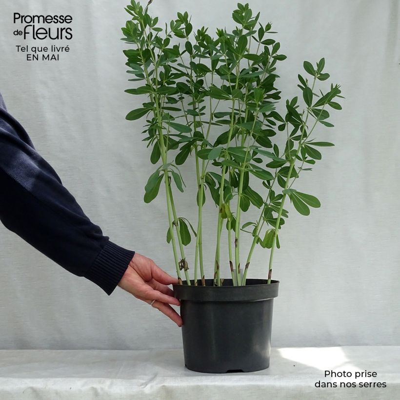 Exemplar von Baptisia Cherries Jubilee - Indigolupine Topf mit 4L/5L wie im Frühjahr geliefert