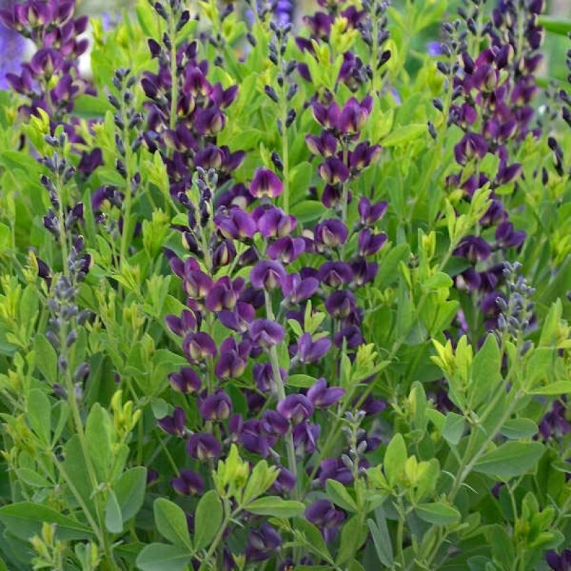 Baptisia Grape Taffy - Indigolupine (Flowering)