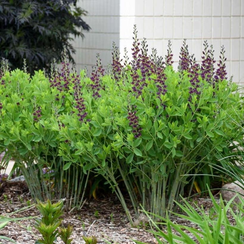 Baptisia Grape Taffy - Indigolupine (Plant habit)