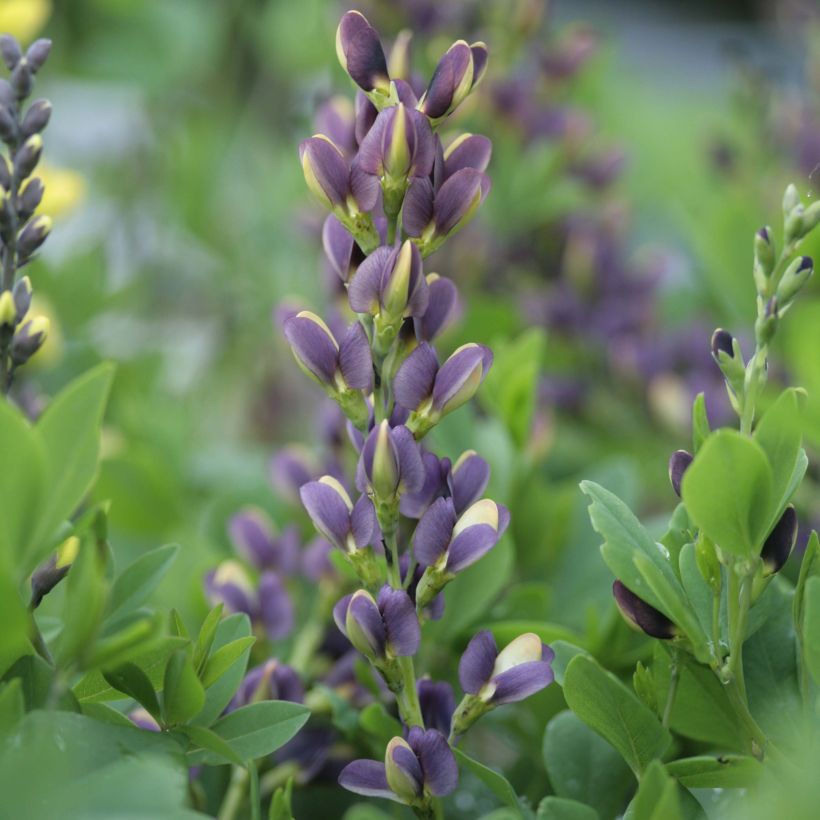 Baptisia Indigo Spires - Indigolupine (Flowering)