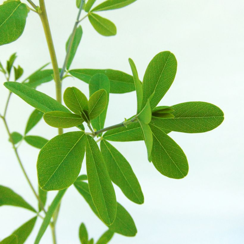 Baptisia Indigo Spires - Indigolupine (Foliage)