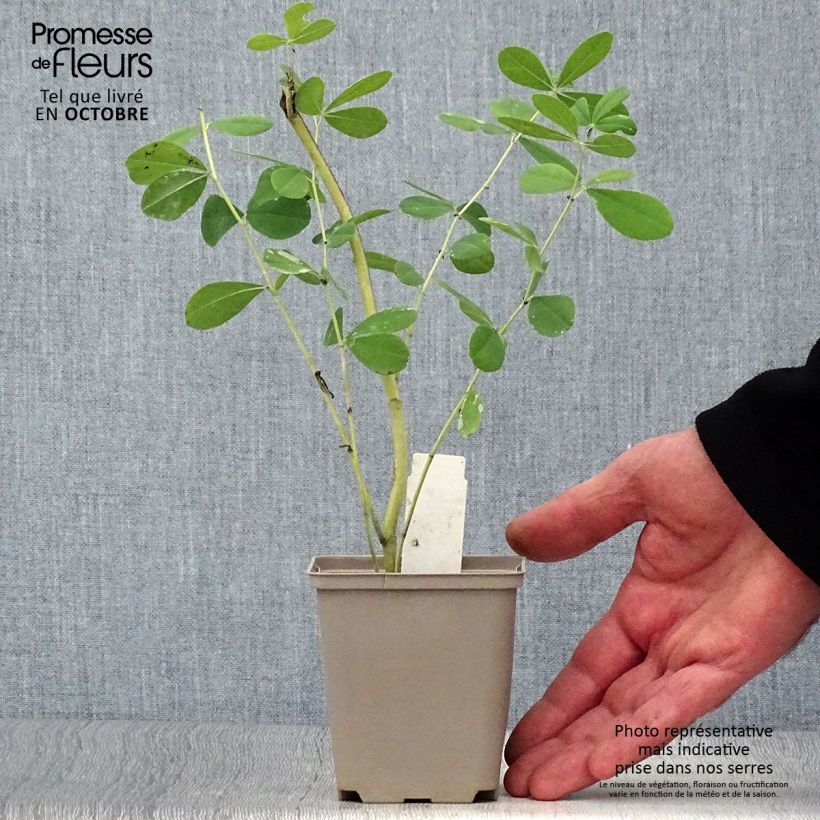Example of Baptisia Indigo Spires - Indigolupine Kleine Töpfe von 8/9 cm as you get in automne