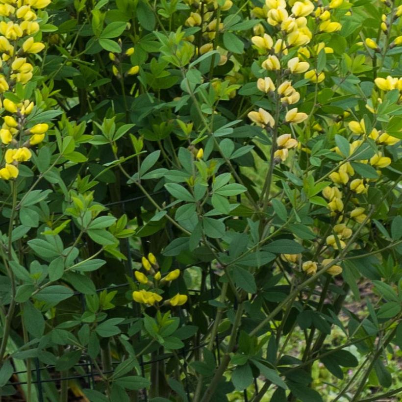 Baptisia Decadence Lemon Meringue - Indigolupine (Foliage)
