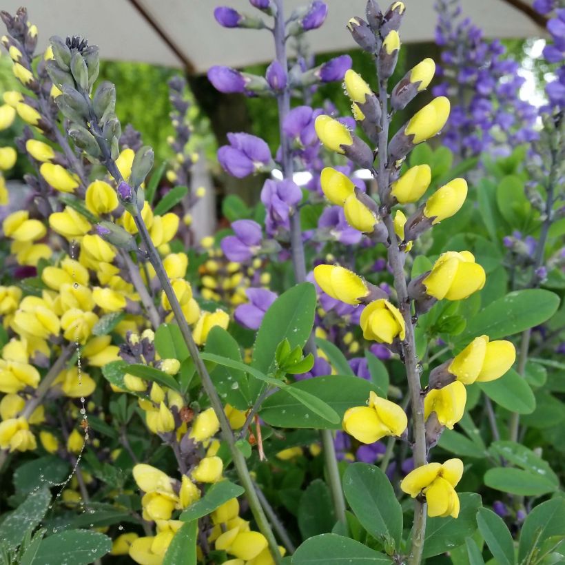 Baptisia Decadence Lemon Meringue - Indigolupine (Flowering)