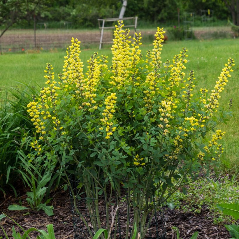 Baptisia Decadence Lemon Meringue - Indigolupine (Plant habit)