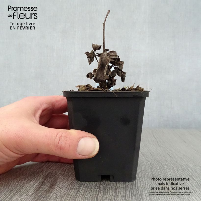 Exemplar von Baptisia Decadence Lemon Meringue - Indigolupine Kleine Töpfe von 8/9 cm wie im Winter geliefert