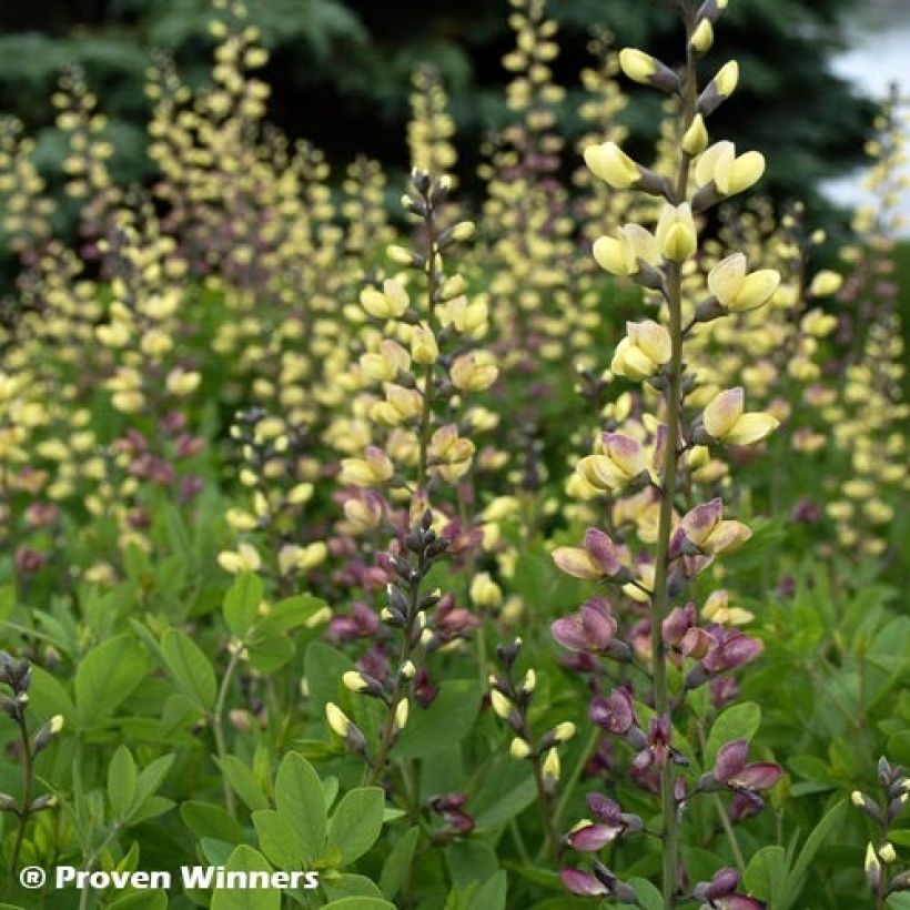 Baptisia Decadence Deluxe Pink Lemonade - Indigolupine (Foliage)