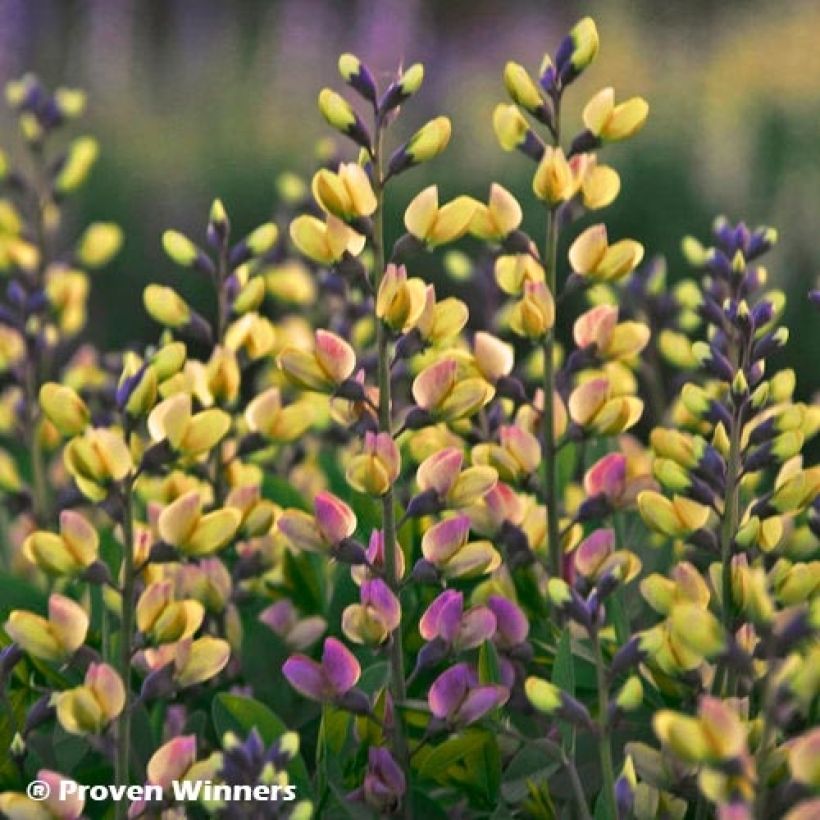 Baptisia Decadence Deluxe Pink Lemonade - Indigolupine (Flowering)