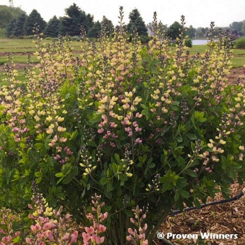 Baptisia Decadence Deluxe Pink Lemonade - Indigolupine (Plant habit)