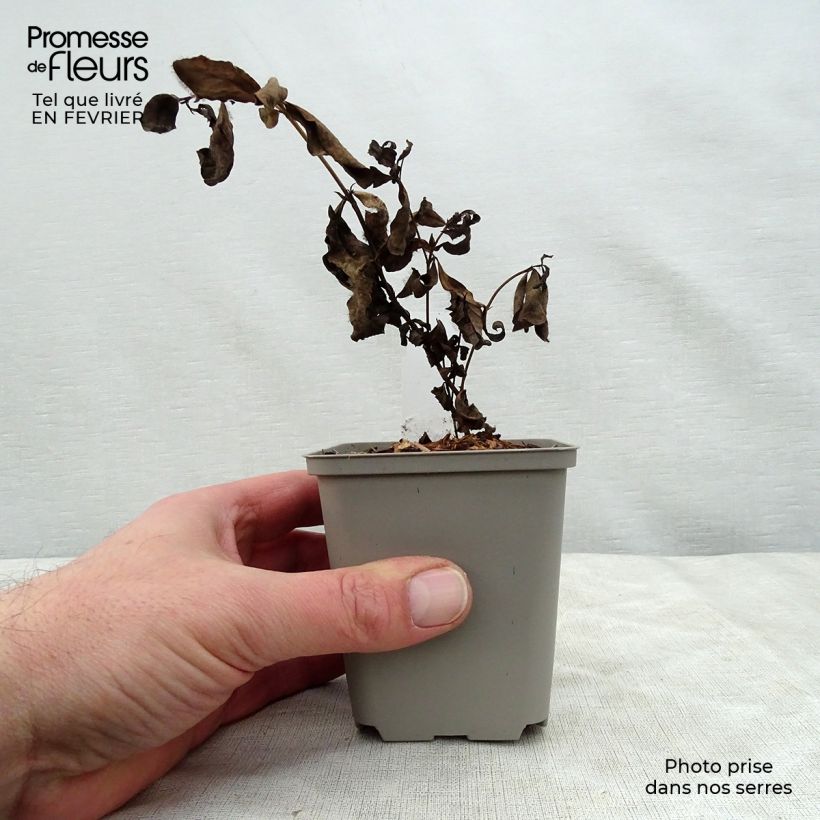 Exemplar von Baptisia Decadence Deluxe Pink Lemonade - Indigolupine Kleine Töpfe von 8/9 cm wie im Winter geliefert