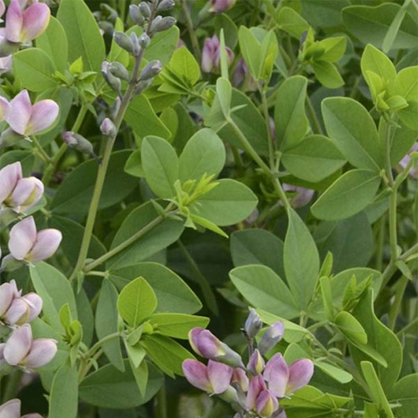 Baptisia Decadence Pink Truffles - Indigolupine (Foliage)