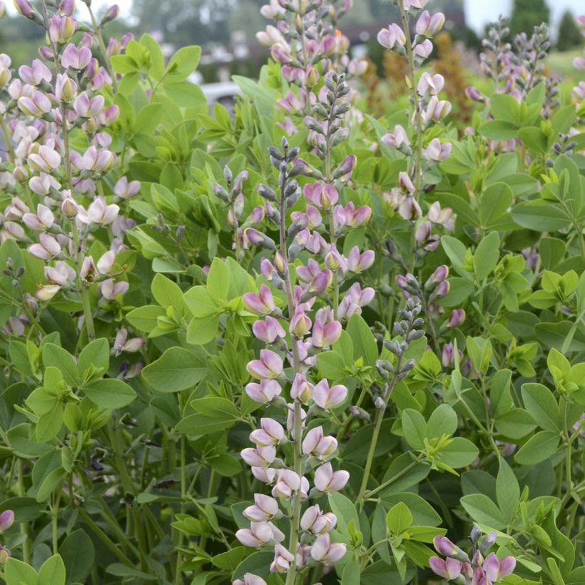 Baptisia Decadence Pink Truffles - Indigolupine (Flowering)