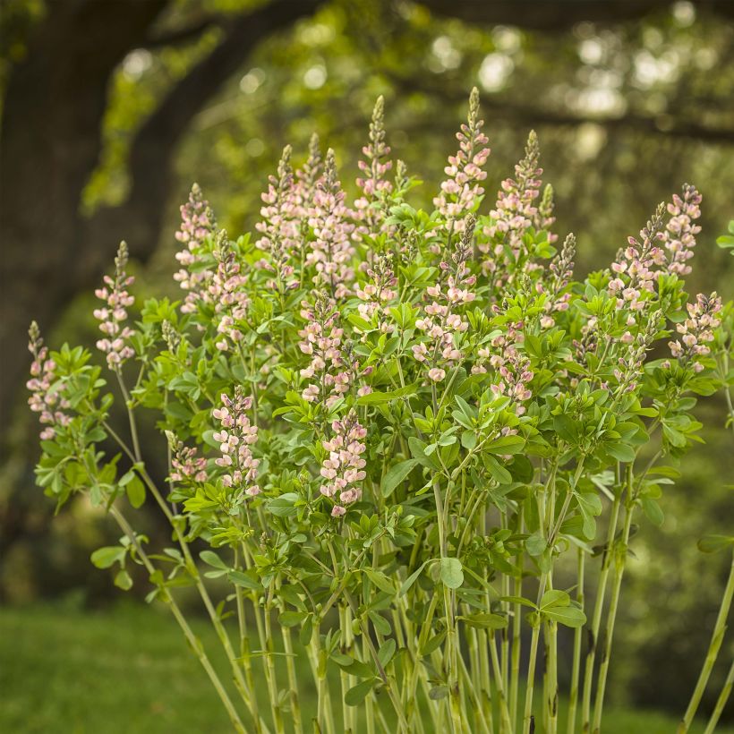 Baptisia Decadence Pink Truffles - Indigolupine (Plant habit)