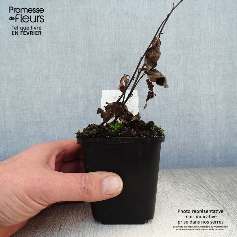 Exemplar von Baptisia Decadence Pink Truffles - Indigolupine Kleine Töpfe von 8/9 cm wie im Winter geliefert