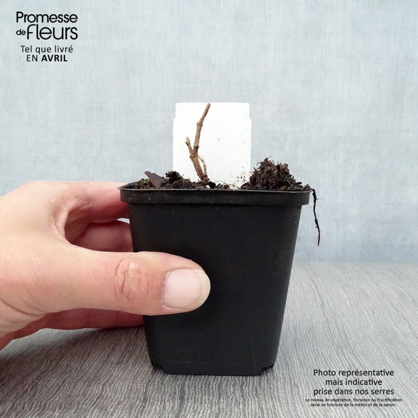 Exemplar von Baptisia Decadence Pink Truffles - Indigolupine Kleine Töpfe von 8/9 cm wie im Frühjahr geliefert