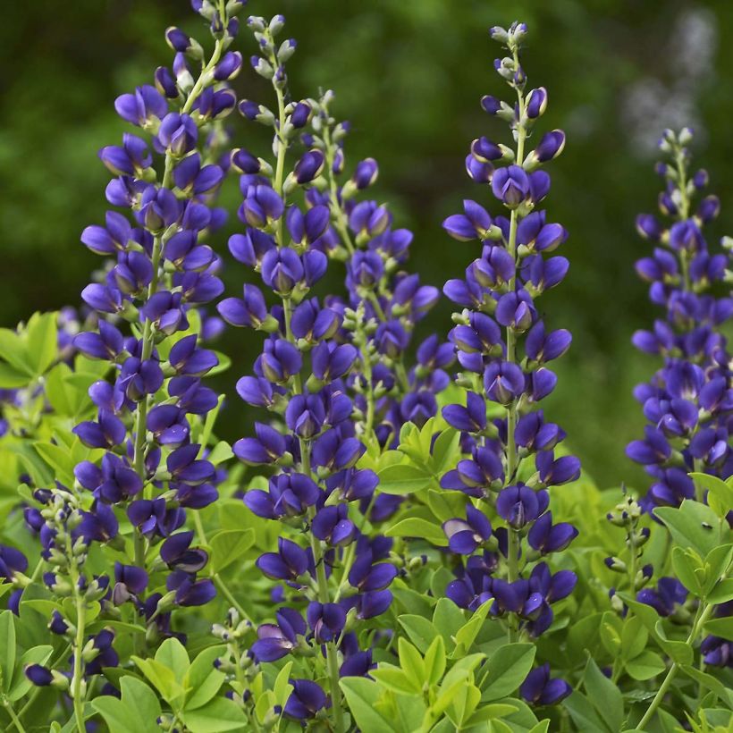 Baptisia Decadence Sparkling Sapphires - Indigolupine (Flowering)