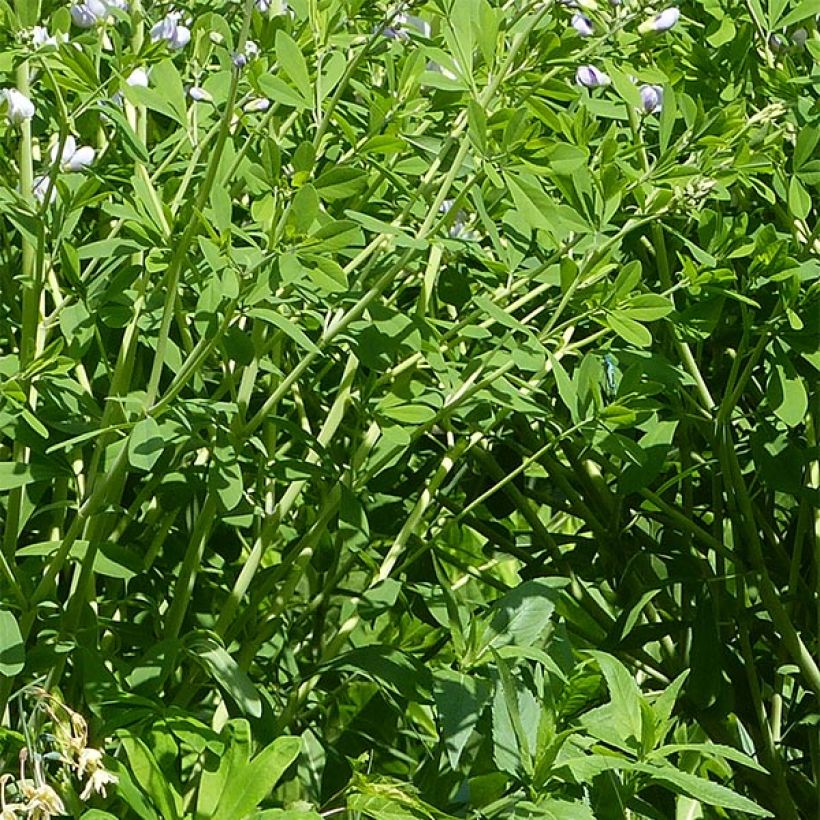 Baptisia Starlite Prairieblues - Indigolupine (Foliage)