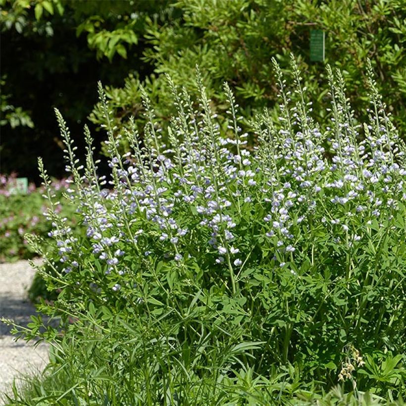 Baptisia Starlite Prairieblues - Indigolupine (Plant habit)