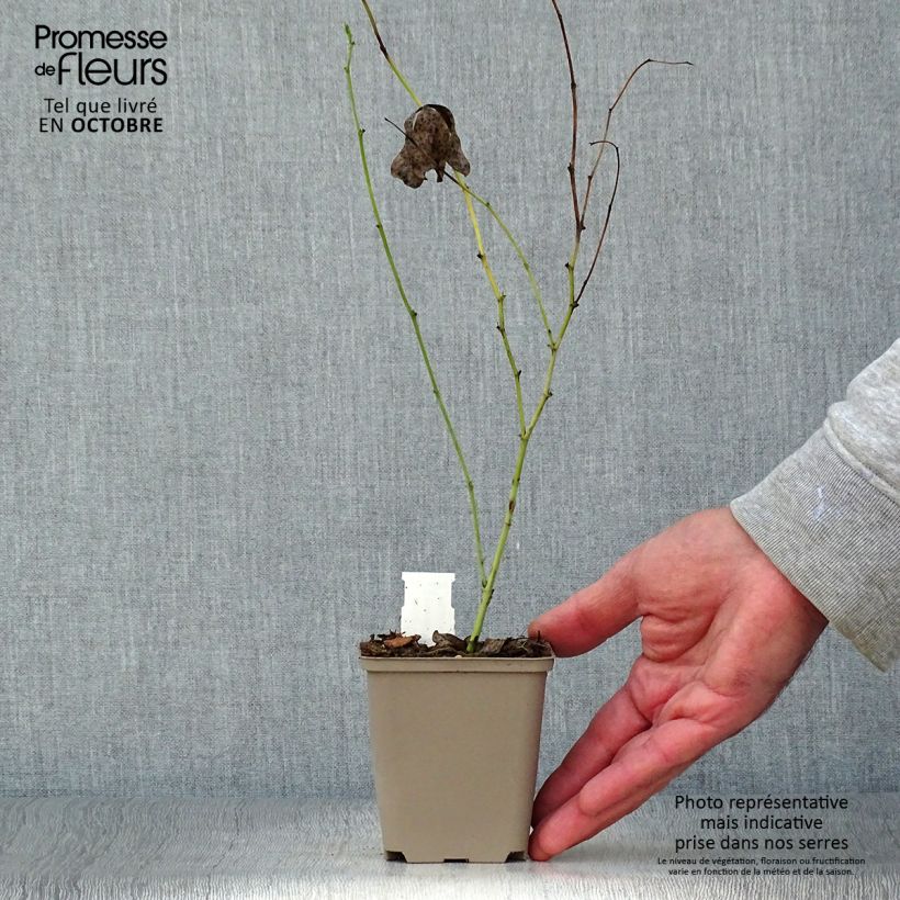 Example of Baptisia Starlite Prairieblues - Indigolupine Kleine Töpfe von 8/9 cm as you get in automne