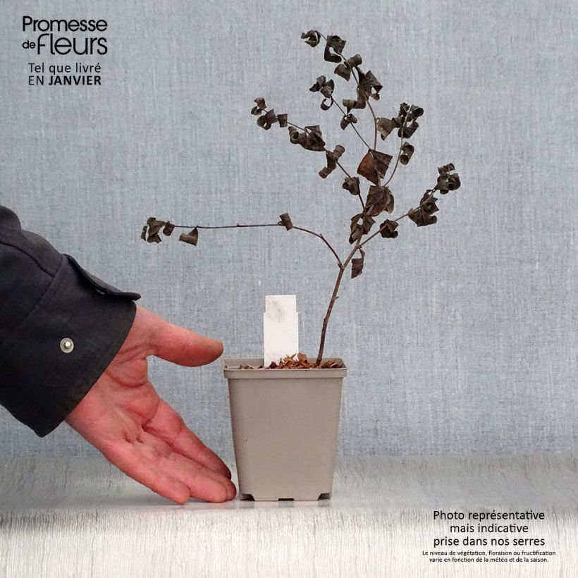 Exemplar von Baptisia Starlite Prairieblues - Indigolupine Kleine Töpfe von 8/9 cm wie im Winter geliefert