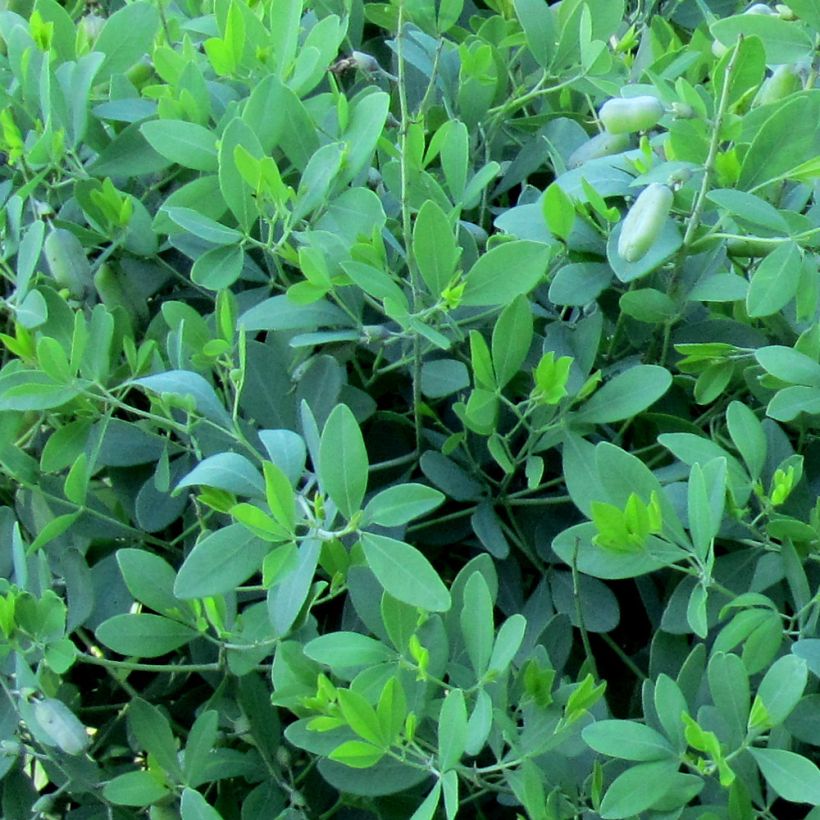 Baptisia alba var macrophylla - Weiße Indigolupine (Foliage)