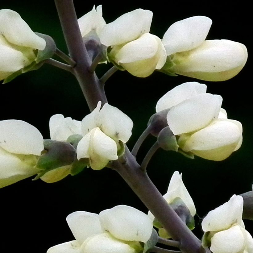 Baptisia alba var macrophylla - Weiße Indigolupine (Flowering)